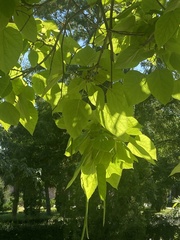 Catalpa