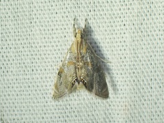 Glaphyriinae