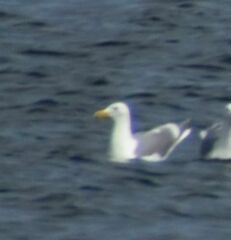 Larus glaucescens × occidentalis