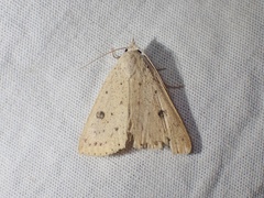 Scolecocampinae