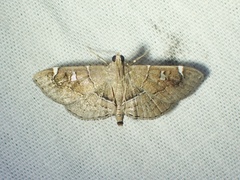 Lamprosema