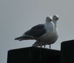 Larus glaucescens