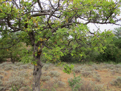 Commiphora mollis