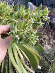 Aeonium urbicum subsp. meridionale image