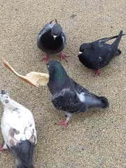 Columba livia domestica