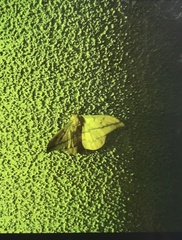 Cricula trifenestrata