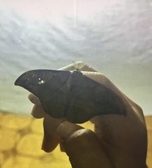 Cricula trifenestrata