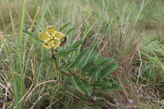 Pachycarpus coronarius