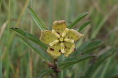 Pachycarpus coronarius