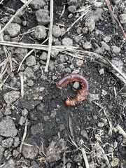 Trigoniulus corallinus