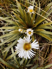 Celmisia armstrongii