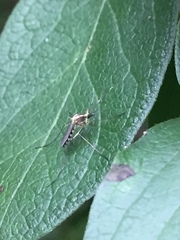 Aedes trivittatus