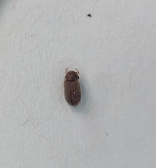 Stegobium