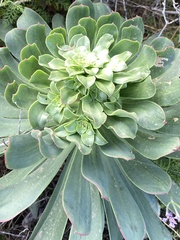 Aeonium