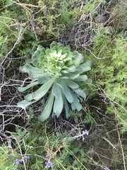 Aeonium