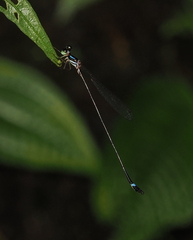Telosticta fugispinosa