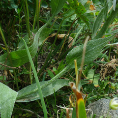 Centaurea uniflora