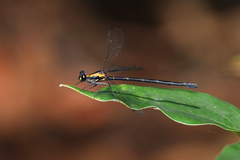 Austroargiolestes chrysoides