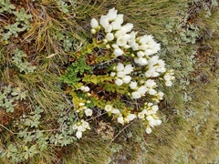 Gentianella impressinervia