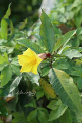 Allamanda