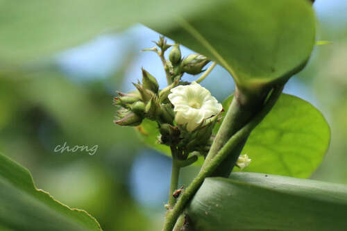 Lepistemon binectariferum iNat (3)