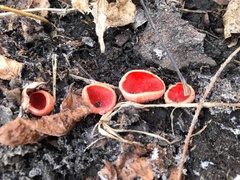 Sarcoscypha coccinea