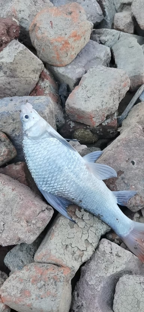 Spined Bream-Gudgeon