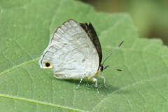 Sinthusa chandrana