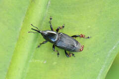 Odoiporus longicollis