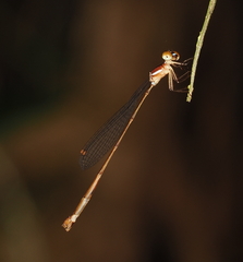 Drepanosticta rufostigma
