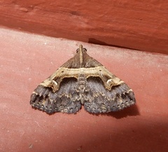 Bertula abjudicalis