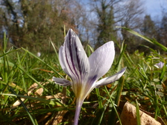 Crocus biflorus