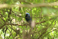 Cyornis hainanus