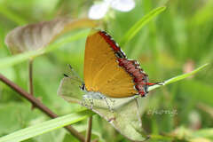 Heliophorus epicles