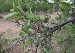 Ximenia americana