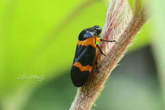 Cosmoscarta abdominalis