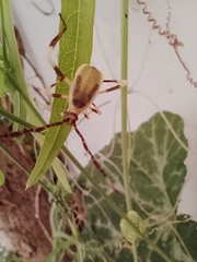 Holhymenia histrio