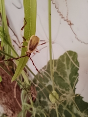 Holhymenia histrio