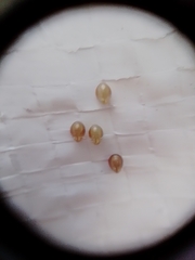 Holhymenia histrio