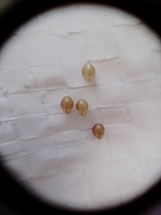 Holhymenia histrio