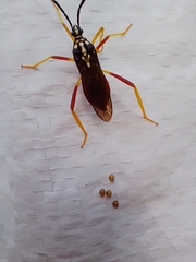 Holhymenia histrio