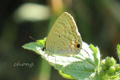 Catochrysops panormus