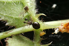 Coleosoma