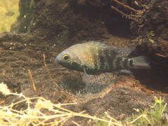 Herichthys carpintis