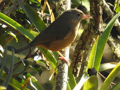 Colluricincla rufogaster