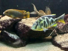 Nimbochromis venustus
