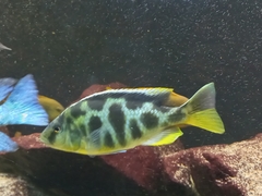 Nimbochromis venustus