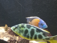 Nimbochromis venustus