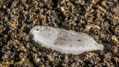 Aseraggodes albidus