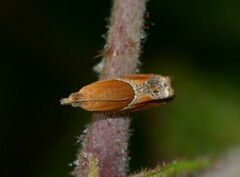 Ancylis obtusana